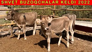TOZZA SHVET BUZOQLAR KELDI SHOSHILING ☎️ +998 95-090-95-15