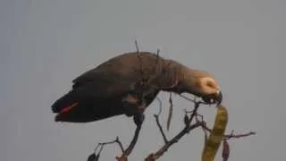 African Grey Parrot at Sangha Lodge