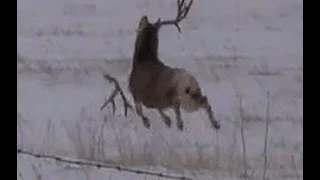 Mule deer buck with droptine shedding antlers on film! a must see!