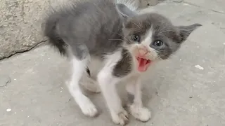 Tiny Brave Kitten Protecting Sisters