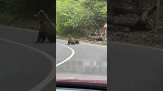 Bears Spotted Politely Asking Vehicle’s Passenger for a Snack