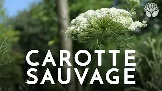 La carotte sauvage