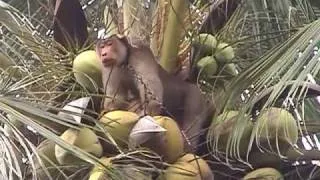 SMART MONKEY!