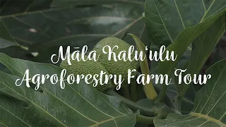 ʻUlu Lesson Plan: Māla Kaluʻulu Agroforestry Farm Tour