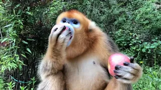 Golden Monkey Eating Apple.  Funny Monkey