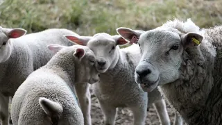 LAMBS IN THE FIELD'