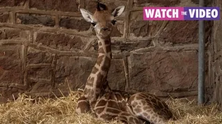 Adorable baby giraffe gets zoomies during first time outside