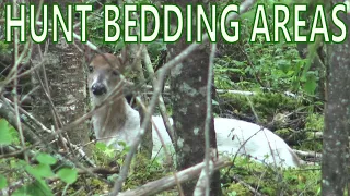 Hunter Gets in Real Close to White-tailed Deer Bedding