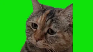 Sad Cat Meowing Meme Green Screen Chroma Key Template