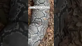 penemuan ular berkepala manusia
