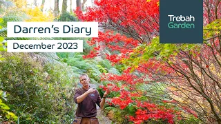 Winter Delights In The Garden & Tree Surgery | December 2023 | Darren's Diary