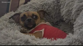 Small dog snatched by coyote saved by neighbor in Apache Junction