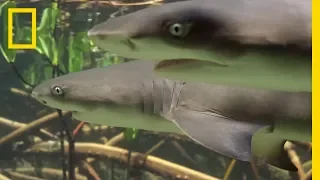 Do Lemon Sharks Attack Each Other? | SharkFest