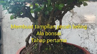 membuat tampilan tanaman obat ala bonsai