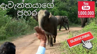 Elephant Attack in National park  ( Subscribe our Chanel👈👈 ) #elephantattack #elephant