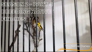 Breeding Native British Finches - Season 2 Part 4