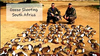 Goose and Duck Shooting South Africa 2023