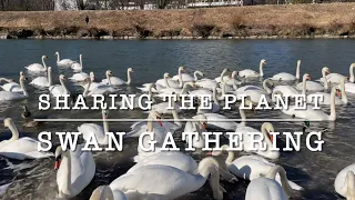 Sharing the Planet: Swan Gathering