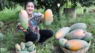 Harvest Big sweet mango from my family farm and cooking - Amazing cooking video
