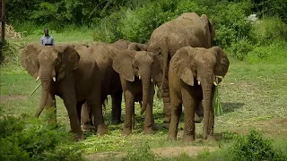 Mystery of Elephant Infrasounds Revealed | Animal Super Senses | BBC Earth