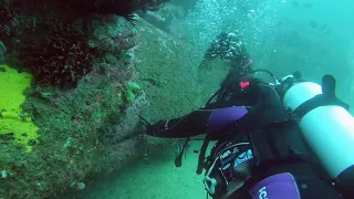 Scuba divers diving with Blue Devil fish @ Sydney's Bluefish Point dive site