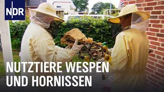 Wespen und Hornissen? Keine Panik! | Die Nordreportage | NDR Doku