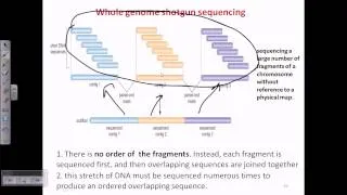 Whole genome shotgun sequencing