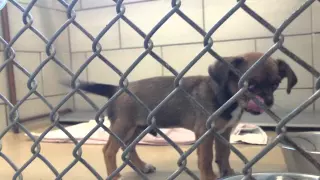 Puppy being Rescued from animal control by "A Place To Bark"