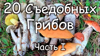 20 Съедобных Грибов В Которых Нельзя Ошибиться! Часть 1