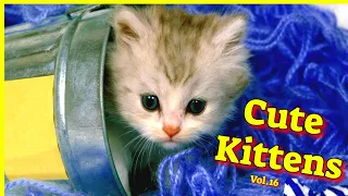 Cute Kittens Vol 16 😻 Funny Cat Videos 2021 😽 Cat Videos