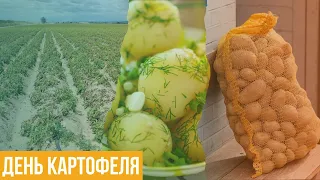 День картофеля