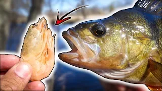 Fishing Perch with Shrimp in Small River - Learn How! | Team Galant