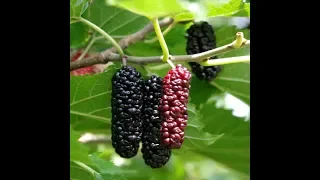 Pakistan Mulberry Fruit Review
