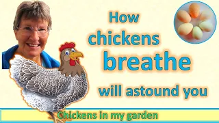 How chickens breathe will astound you!  Not in then out like us - but continuously in one direction!