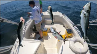 Bluefish CATCH CLEAN COOK with Incredible results