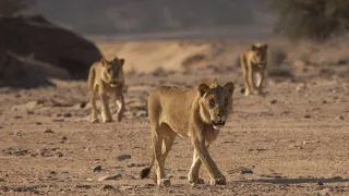 EL LEGADO DE LOS LEONES DEL DESIERTO 🦁🦁 | GRANDES DOCUMENTALES 🦁🦁