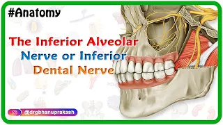 Inferior alveolar nerve or inferior dental nerve animation -  Anatomy of Head and neck