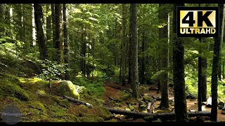 [NATUREZA] - Filmagem na floresta em Alta Qualidade com Drone - [4K]