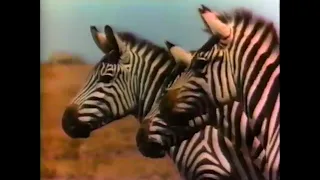 Disney's Cheetah TV Spot #2 (1989)