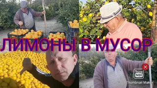 🇪🇦 ЛИМОНЫ В МУСОРНЫЙ БАК 🗑️/LIMONES AL CONTENEDOR DE BASURA 🗑️