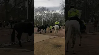 horse on the lose in london