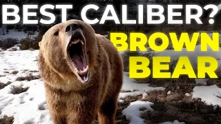 Best Caliber for Brown Bear Hunting | Full Guide