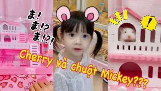 Lần Đầu Nuôi 1 Bé Chuột Mickey, Bất Ngờ Vì Quá Đầu Tư | Phương Min Official