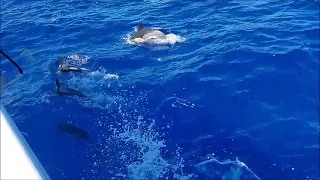 Delphin Begleitung im Atlantik vor Saou Miguel