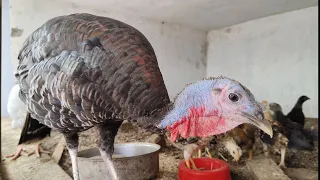 Turkey Meeting chicks for the first time 😮😟 | Friendly turkey | Baby chicks