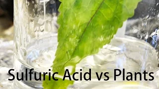 Sulfuric Acid vs Plants