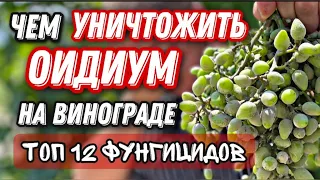 Как не допустить, побороть оидиум на винограде!!!