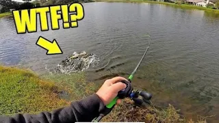 MASSIVE Fish FOUND In Tiny POND! (10 POUND BASS)