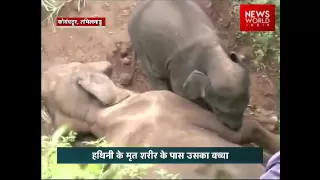 Heart Wrenching Video  Baby Elephant In Distraught, Tries To Wake Up Dead Mom
