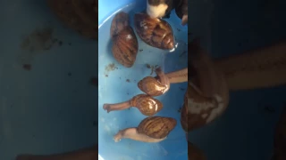 can snails swim in water?